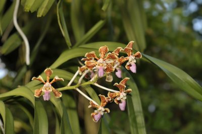 Vanda tricolor, variety insignis