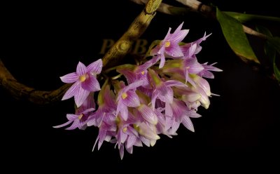 Dendrobium Goldschmitianum