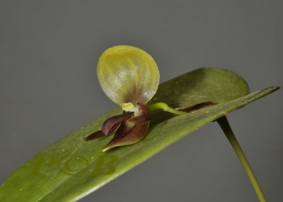 Pleurothallis-Acronia, 2 cm