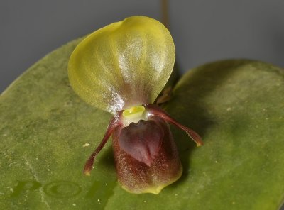 Pleurothallis-Acronia, 2 cm front