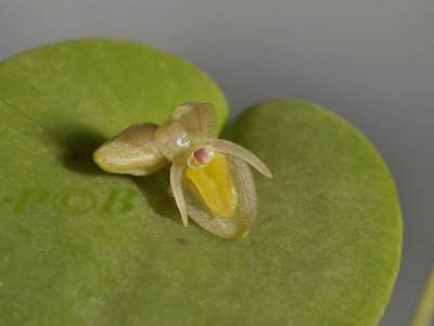 Pleurothallis - Acronia, 5 mm