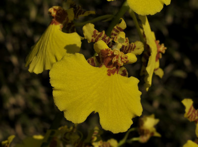 Oncidium hybrid