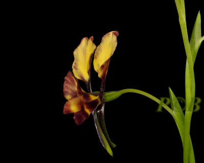 Diuris orientis, Victoria Australia