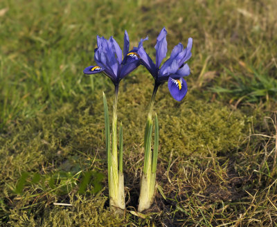 Iris reticulata, Kaukasus