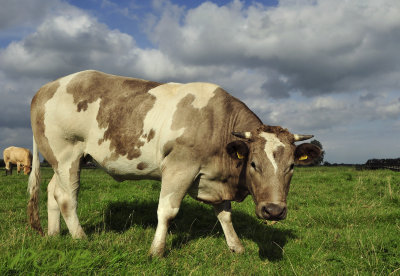 Langzaam verdringen buitenlandse - en vreemd gekleurde koeien de oorspronkelijke zwartwitte N.H. koeien