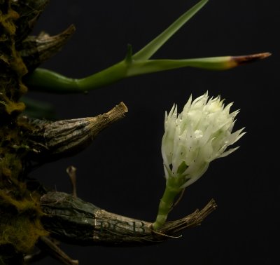 Dendrobium constrictum