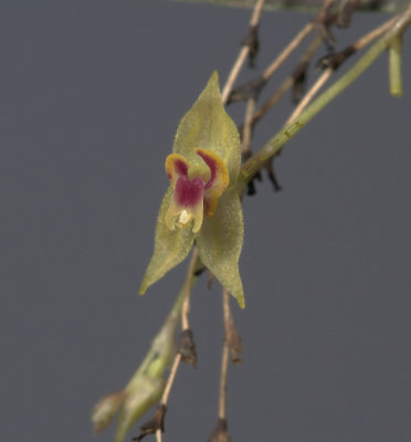 Lepanthes sp.   7 mm