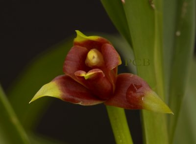 Maxillaria spilothanta, 1.5 cm