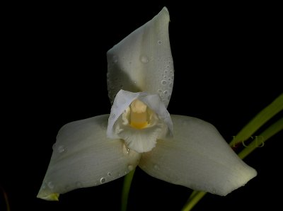 Lycaste skinnerii alba, flower 11 cm