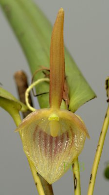 Pleurothallis ruberrima, height of flower 2 cm
