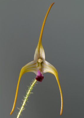 Porroglossum muscosa, flower 2 cm