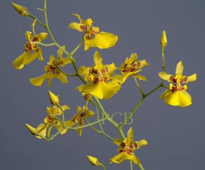 Oncidium lykaiosii, flowers 3 cm