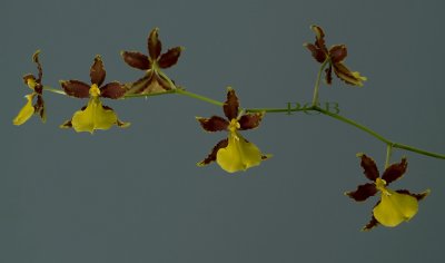 Oncidium hyphaematicum, flowers 4 cm