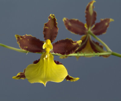 Oncidium hyphaematicum, 4 cm