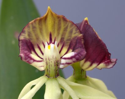 Octopus orchid, close
