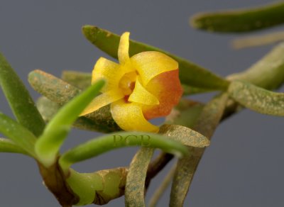 Mediocalcar decoratum, flowers  8 mm