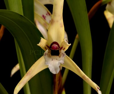 Maxillaria phoenicanthera