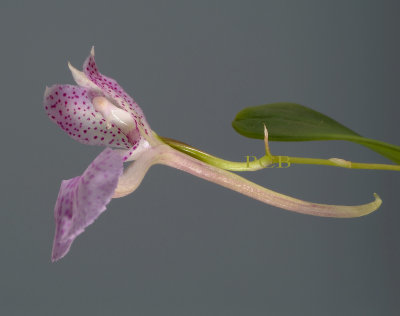 Comparettia macroplectron, flower 2 cm,  spur 5 cm