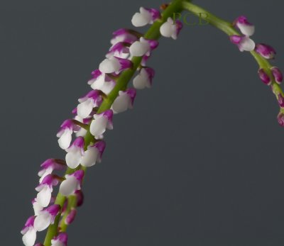 Schoenorchis gemmata, flowers 4 mm