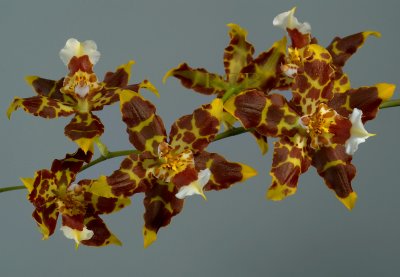 Odontoglossum tripudians, flowers 6-7 cm
