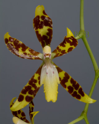 Oncidium/Odontoglossum sp.