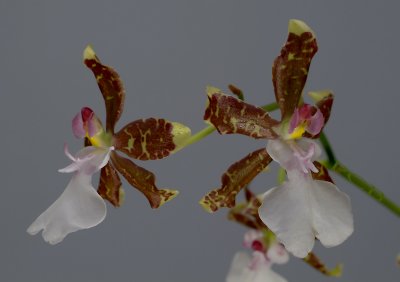 Oncidium leucochilum