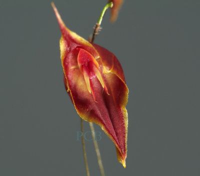 Lepanthes sp.  height nearly 1 cm