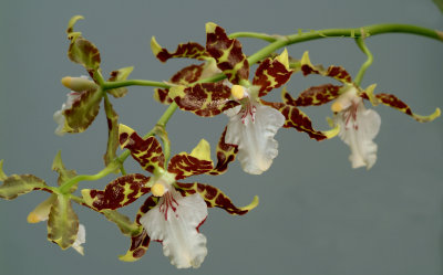 Odontoglossum/Oncidium Maculatum