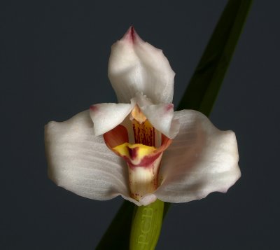 Maxillaria roesola. flower 4 cm across