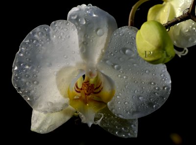 Phalaenopsis amabilis , Borneo, flowers 5 cm