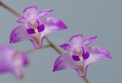 Dendrobium kingianum