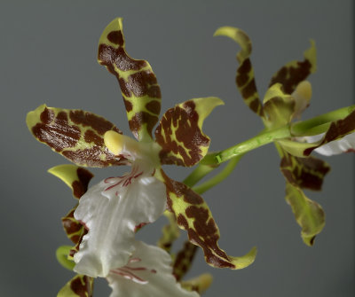 oncidium maculatum