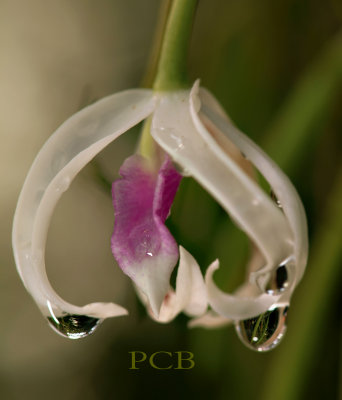 Leptotus bicolor, flower 3.5 cm