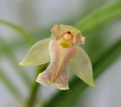 Scaphyglottis sp. flower  8 mm