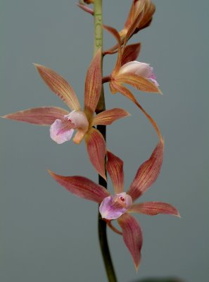 Tainia penangiana, flowers   4 cm