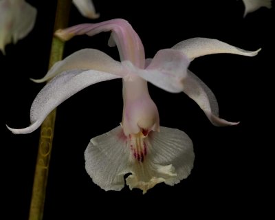 Calanthe arisanense, close