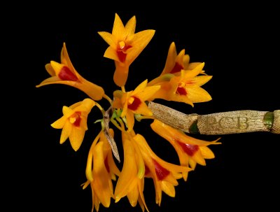 Dendrobium topaziacum