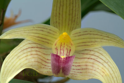 Bulbophyllum siamense