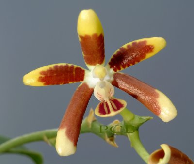 Phalaenopsis fuscata