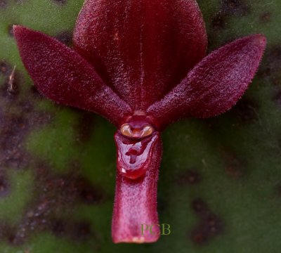 Pleurothallis lilijae, close