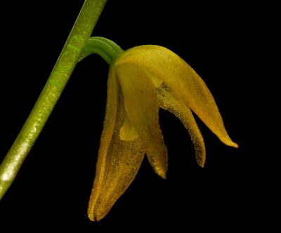 Pleurothallis sp, flower  1.3 cm