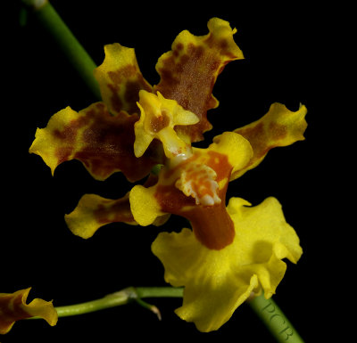 Oncidium cabagrae, close