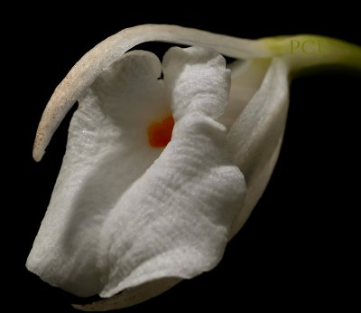 Trichopilia gracilis, close