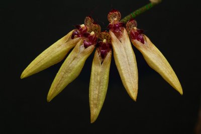 Bulbophyllum picturatum, Loei prov. Thailand