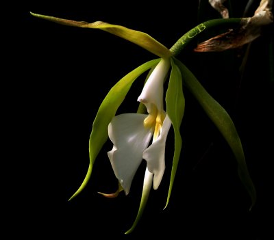 Epidendrum parkinsonianum,  flower  7 cm