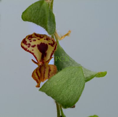 Lepanthes platysepala,  flower 1cm