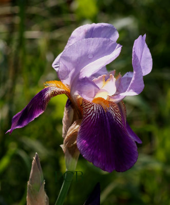Wilde Iris,  Iris germanica