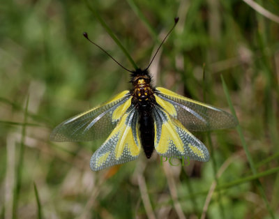  Owlfly - vlinderhaft, vers