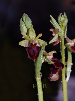 Ophrys sphegodes ssp. provincialis