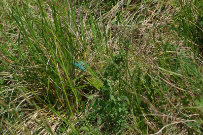 Smaragdhagedis, Lacerta viridis